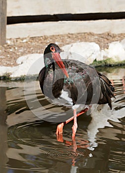 Portrait of black stork