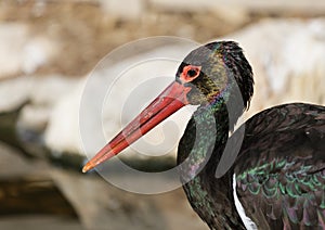 Portrait of black stork