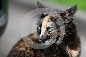 portrait of a black stray cat licks in a city park