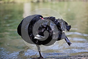 Portrait of a black swan cleaning it's feathers