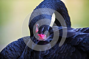 Portrait of a black swan cleaning it's feathers