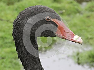 Portrait of a Black Swan in closeup