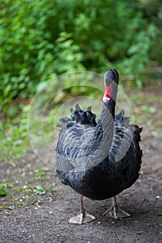 Portrait of the black swan or Cygnus atratus