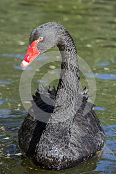 Portrait of a black swan in the lake.