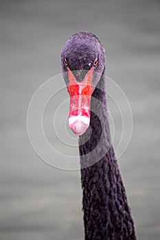 Portrait of a black swan looking at camera