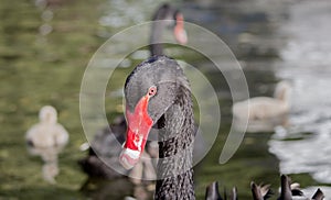 Portrait of a black swan in the pond against the backdrop of his family.