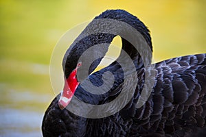 Portrait of a black swan with red beak