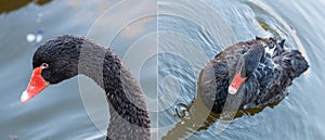 Portrait of a black swan