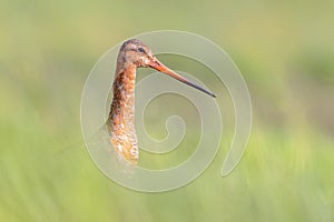 Portrait of Black-tailed Godwit wader bird looking in the camera