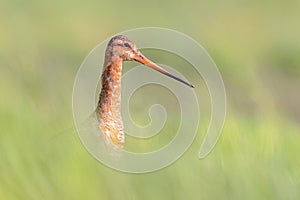 Portrait of Black-tailed Godwit wader bird looking in the camera photo