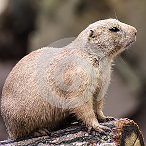 Portrait of the Black-tailed prairie dog