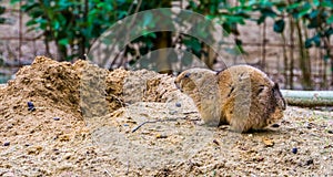 Portrait of a black tailed prairie dog, tropical rodent from America