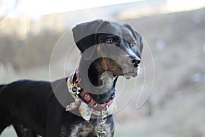 Portrait of Black and Tan Coonhound with Head Perked