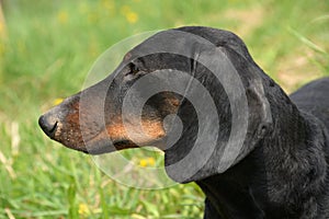 Portrait of black and tan dachshund on field in spring