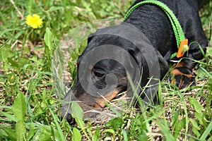 Portrait of black and tan dachshund on field in spring