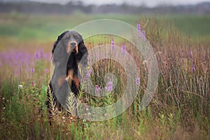 Portrait of Black and tan setter gordon dog sitting in the field in summer