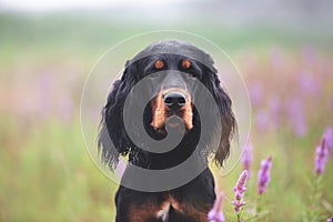 portrait of Black and tan setter gordon dog sitting in the violet flowers field in summer