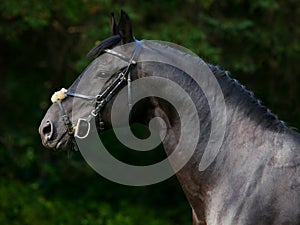 Portrait of a black thoroughbred stallion