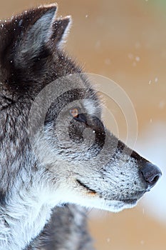 Portrait of a black timber wolf