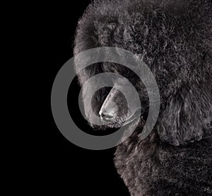 Portrait of black toy poodle