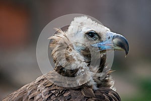 Portrait of a black vulture bird of prey