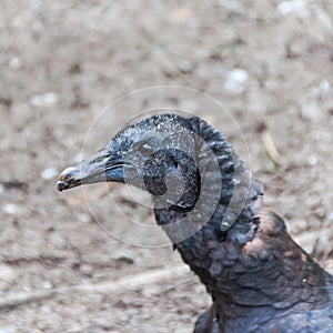 Portrait of a black vulture