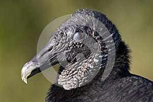 Portrait of a Black Vulture, Coragyps atratus, in Everglades National Park, Florida