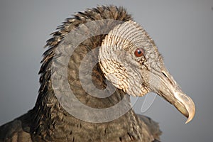 Portrait of Black vulture, Everglades, Florida