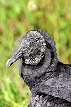 Portrait of a Black Vulture