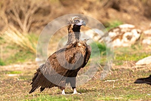 Portrait of a black vulture