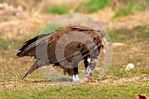 Portrait of a black vulture