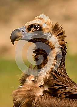 Portrait of a black vulture