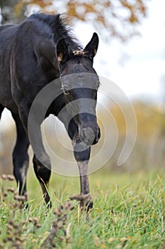 Portrait of  black walking  colt at  cloudy  fall evening on field. farming life