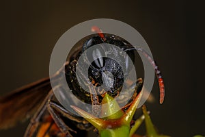 Portrait of Black Wasp, Close up of wasp