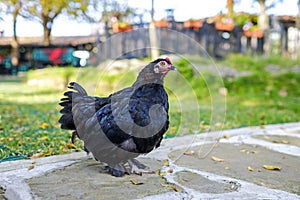 Portrait of a black well-groomed chicken in the garden 3 photo