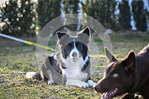 Portrait of  black and white border collie in agility park