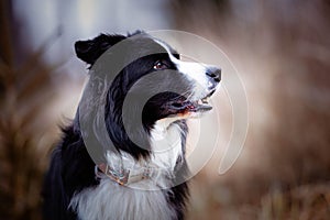 portrait of a black and white border collie, breeding dog looking into the distance outside on a meadow near the forest