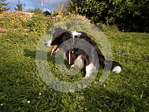 Portrait of a black and white border collie. He is sitting in a herb garden.