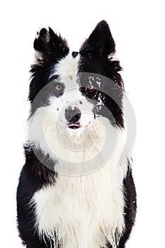 Portrait of black and white border collie with snow on her face, young dog at white background