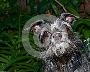 portrait of a black and white border terrier mix dog looking up, plants in background