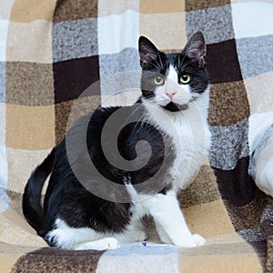 Portrait of black and white cat