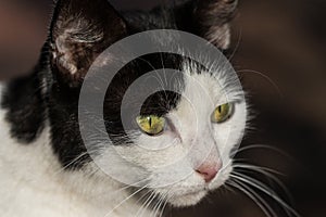 Portrait of a black, white cat