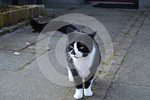 Portrait of a black and white cat