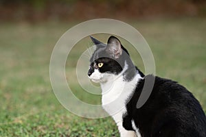 Portrait of black and white cat