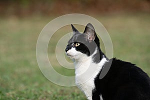 Portrait of black and white cat