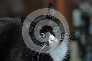 Portrait of a black and white cat