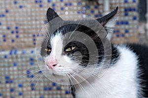 Portrait of a black-and-white cat