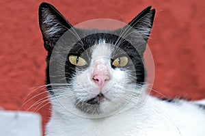 Portrait of a black-and-white cat