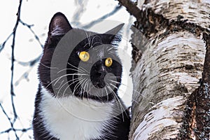 Portrait of a black and white cat on a birch branch