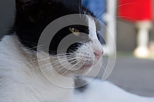 Portrait of black and white cat close-up